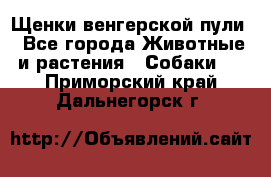 Щенки венгерской пули - Все города Животные и растения » Собаки   . Приморский край,Дальнегорск г.